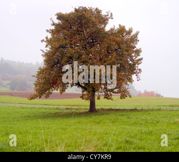 Un pommier solitaire sur un champ, jour brumeux, automne, La Sarre / Allemagne Banque D'Images