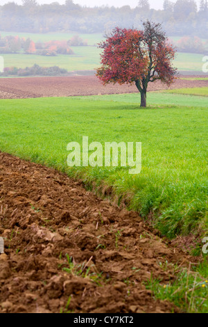 Un pommier solitaire sur un champ, jour brumeux, automne, La Sarre / Allemagne Banque D'Images