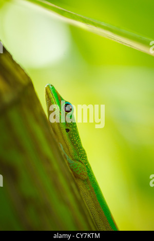 Vert lézard tropical exotique se cache dans un écrin de Fern Banque D'Images