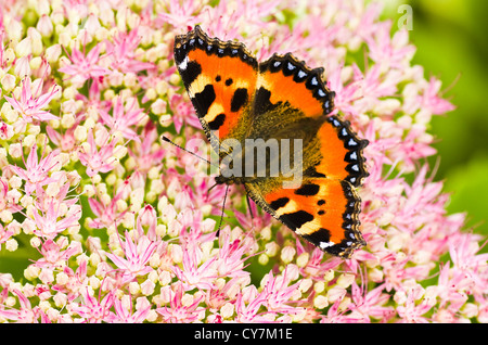 Les petites écailles de papillon ou Aglais urticae sur Sedum fleurs à la fin de l'été Banque D'Images