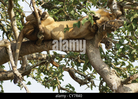 Lion dort sur un arbre. Photographié au Queen Elizabeth National Park, Secteur Ishasha, Ouganda Banque D'Images