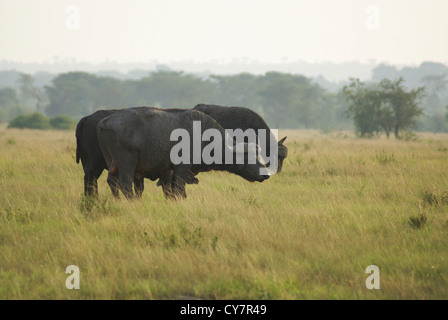 Buffle africain AKA Buffle (Syncerus caffer) photographié au Queen Elizabeth National Park, Secteur Ishasha, Ouganda Banque D'Images