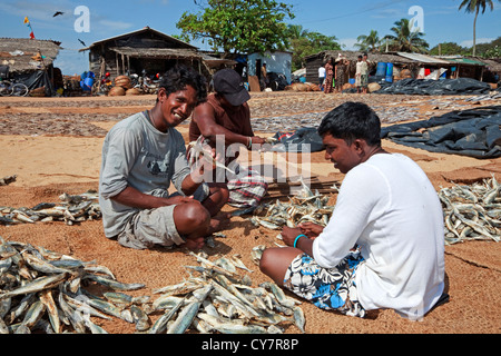 Les pêcheurs locaux, le tri et la sélection de poissons séchés, marché aux poissons de Negombo, Sri Lanka Banque D'Images