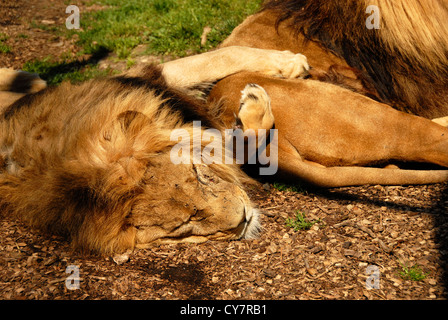 Les Lions d'Afrique Banque D'Images