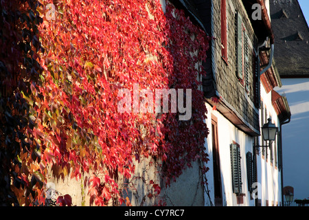 Les feuilles de vigne rouge sur un mur à Eltville, Rheingau, Hesse, Allemagne Banque D'Images