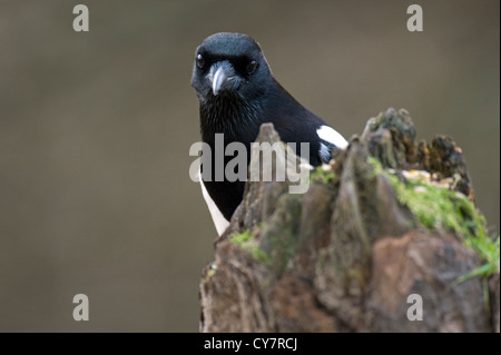 Magpie commune (Pica pica) Banque D'Images