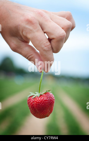 Fraise a eu lieu sur les plants de fraisier Banque D'Images