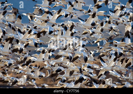 L'Oie des neiges (Anser caerulescens) Banque D'Images