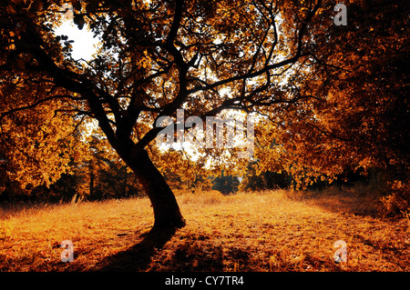 Arbre automne Banque D'Images