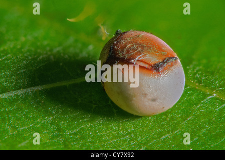 Un œuf de l'African Moon moth Banque D'Images