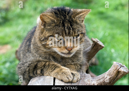 Scottish wildcat (Felis sylvestris) Banque D'Images