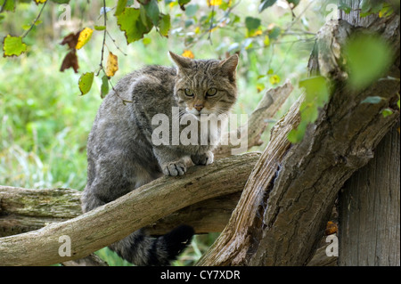 Scottish wildcat (Felis sylvestris) Banque D'Images