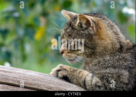 Scottish wildcat (Felis sylvestris) Banque D'Images