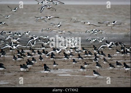 Eurasian Oystercatcher (Haematopus ostralegus) Banque D'Images