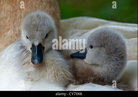 Deux Cygne muet cygnets Banque D'Images