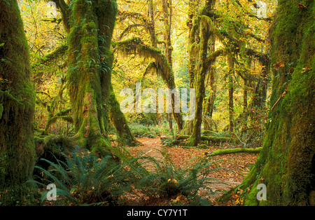 Hall de mousses Trail en Hoh Rainforest, Olympic National Park, Washington. Banque D'Images