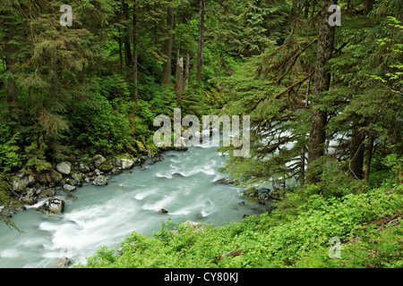 Rivière qui traverse Boulder canyon boisées, Boulder River Wilderness, mont Baker-Snoqualmie National Forest, North Carolina, USA Banque D'Images