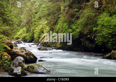 Rivière qui traverse Boulder canyon boisées, Boulder River Wilderness, mont Baker-Snoqualmie National Forest, North Carolina, USA Banque D'Images