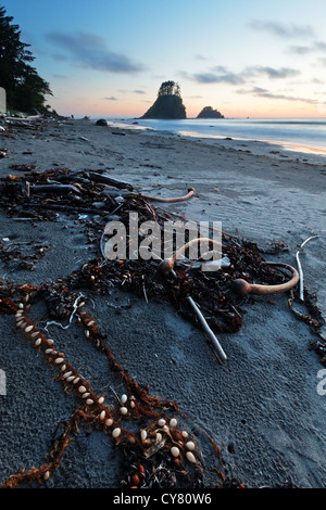 Le varech et les algues sur la plage au coucher du soleil, le Cap Alava, Olympic National Park, la péninsule Olympique, Clallam County, Washington, USA Banque D'Images