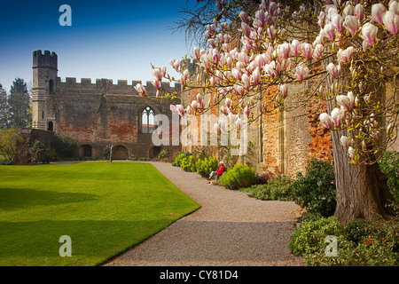 Magnolias en fleurs, palais des évêques, Wells, Somerset, England, UK Banque D'Images