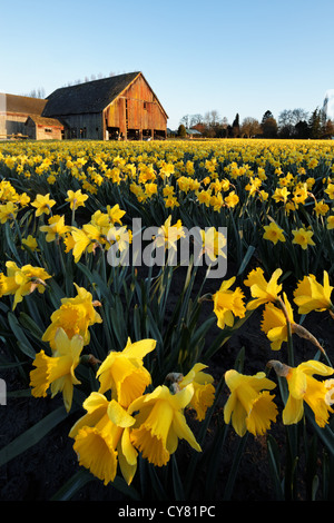 Les jonquilles fleurissent sur une ferme de la vallée Skagit, Skagit County, Washington, USA Banque D'Images