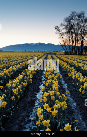 Les jonquilles fleurissent sur une ferme de la vallée Skagit, Skagit County, Washington, USA Banque D'Images