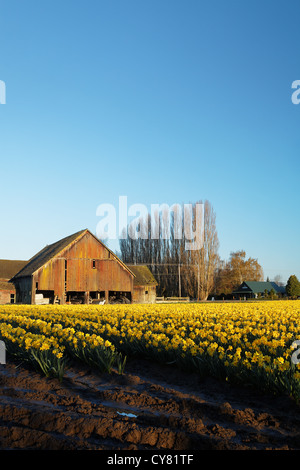 Les jonquilles fleurissent sur une ferme de la vallée Skagit, Skagit County, Washington, USA Banque D'Images