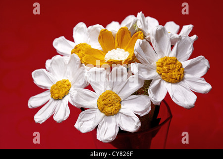 Bouquet de pâquerettes de crêpe blanc et orange sur un rouge arrière-plan Banque D'Images