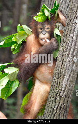 Les jeunes orang-outan Pongo pygmaeus orang-outans de Sepilok Rehabilitation Centre à Bornéo en Malaisie