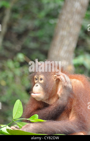 Les jeunes orang-outan Pongo pygmaeus orang-outans de Sepilok Rehabilitation Centre à Bornéo en Malaisie Banque D'Images