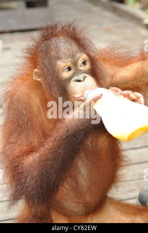 Les jeunes orang-outan Pongo pygmaeus orang-outans de Sepilok Rehabilitation Centre à Bornéo Malaisie biberon Banque D'Images