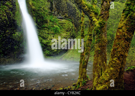 La prêle Falls, Columbia River Gorge National Scenic Area, Oregon, USA Banque D'Images