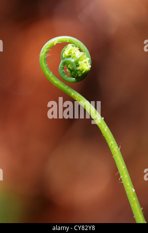 Fronde de fougère déployant, trouvée le long de Réserve Naturelle Wahkeena Creek Trail, Columbia River Gorge National Scenic Area, Oregon, USA Banque D'Images