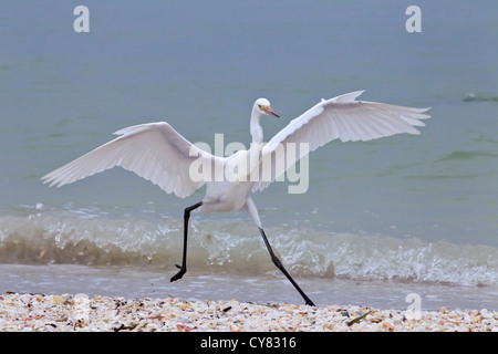 Aigrette garzette (Egretta rufescens rougeâtre) adulte forme blanche s'exécutant sur plage avec des ailes déployées, Everglades, Florida, USA Banque D'Images