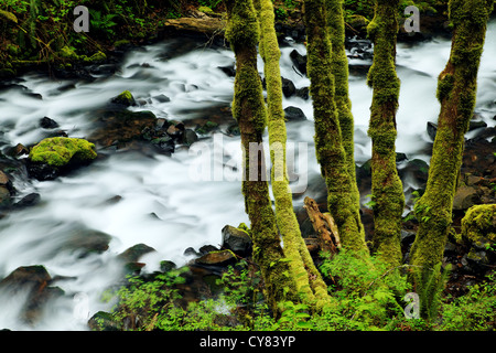 Bridal Veil Creek, Bridal Veil Falls State Park, Columbia River Gorge National Scenic Area, Oregon, USA Banque D'Images