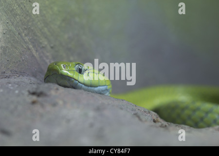 Profil de l'image du serpent vert sur le sol Banque D'Images