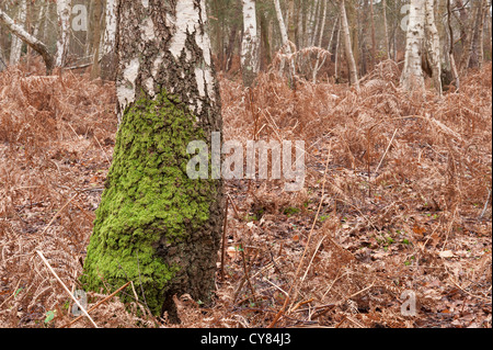 Eurhynchium praelongum colonisation de Birch Tree mature dans les bois des gaules par moss commun sous-bois de fougères Banque D'Images