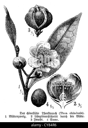 Arbuste de thé chinois Banque D'Images