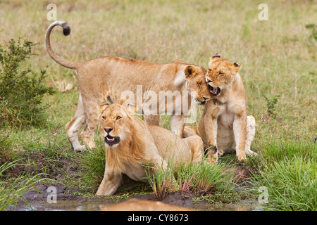Lion (Panthera leo) groupe de trois à trou d'eau, l'interaction, Kenya, Afrique de l'Est Banque D'Images