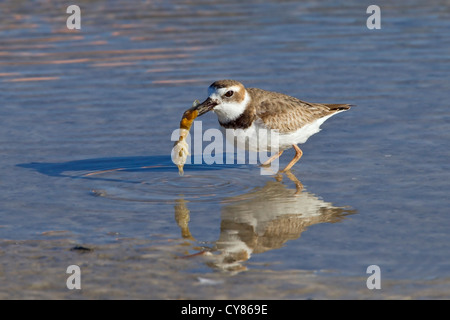 Pluvier de Wilson (Charadrius wilsonia) adulte seul debout dans l'eau avec de la nourriture dans son bec, Florida, USA Banque D'Images