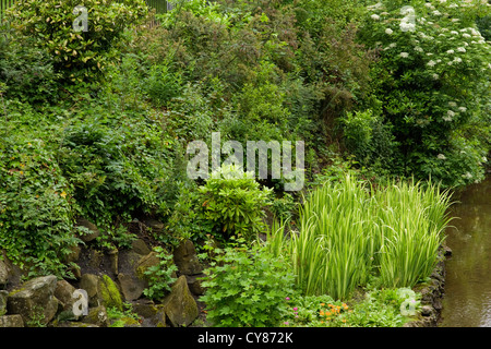 Arroser les plantes qui poussent sur les rives de la rivière Wye qui traverse le Pavilion Gardens à Buxton Debyshire Banque D'Images