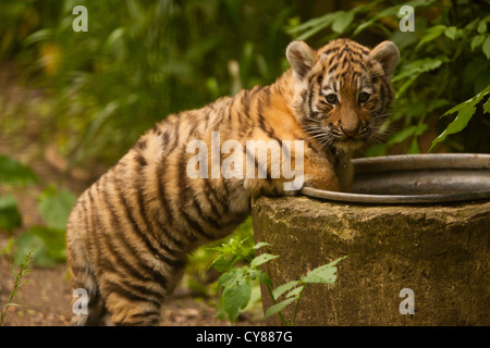 Siberian/Tiger Cub (Panthera tigris altaica) Boire Banque D'Images