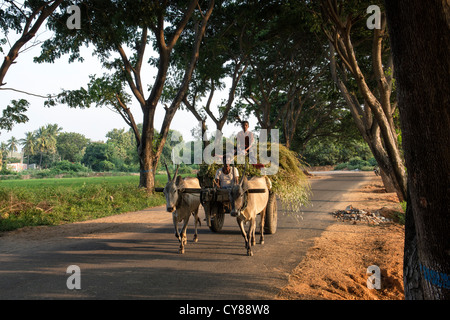 Indian bullock panier et conducteur qui roule le long d'une route bordée d'arbres, de l'Andhra Pradesh, Inde Banque D'Images