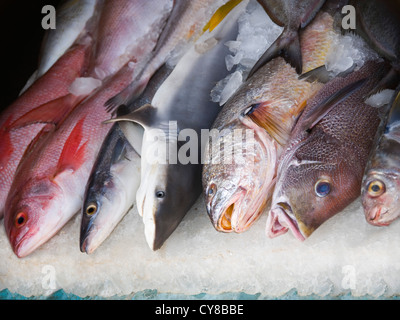 Vue horizontale de différents types de poissons en vente sur un marché humide en Inde. Banque D'Images