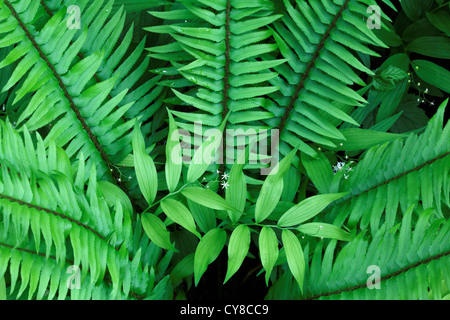 Western sword fern et twisted-tige, Old Sauk, sentier de la rivière des cascades, Washington, USA Banque D'Images