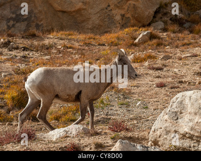 Un bighorn (Ovis canadensis) à la brebis 12 800 pieds sur le Colorado's Mount Evans Banque D'Images