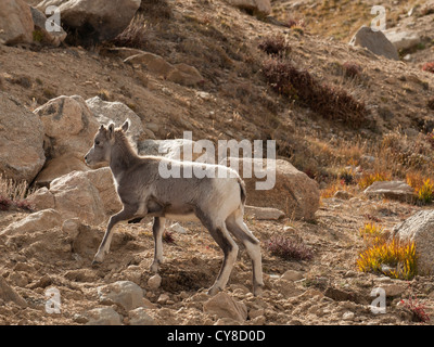 Un bighorn (Ovis canadensis) à l'agneau 12 800 pieds sur le Colorado's Mount Evans Banque D'Images