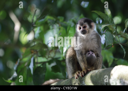 Un gris d'Amérique centrale à couronne bébé singe écureuil (Saimiri oerstedii citrinellus) suckling avec sa mère dans un arbre. Banque D'Images