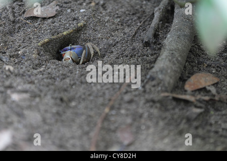 Un Crabe bleu terre (Cardisoma guanhumi) retraite dans son terrier en parc national de Cahuita sur la côte caraïbe du Costa Rica. Banque D'Images