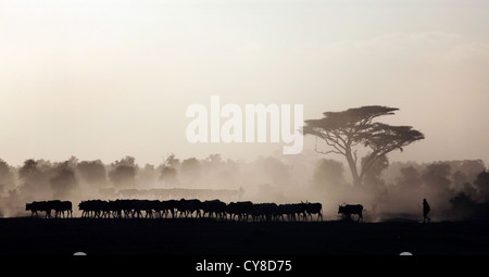 Les tribesmen Masai et leurs bovins au coucher du soleil, parc national d'Amboseli, Kenya. 5/2/2009. Photo: Stuart Boulton/Alay Banque D'Images